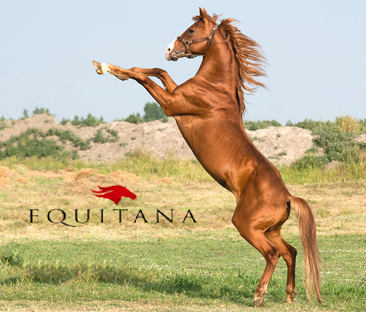 Coadă și coamă lungi și mătăsoase? Nicio problemă! #EducațieÎnEchitație