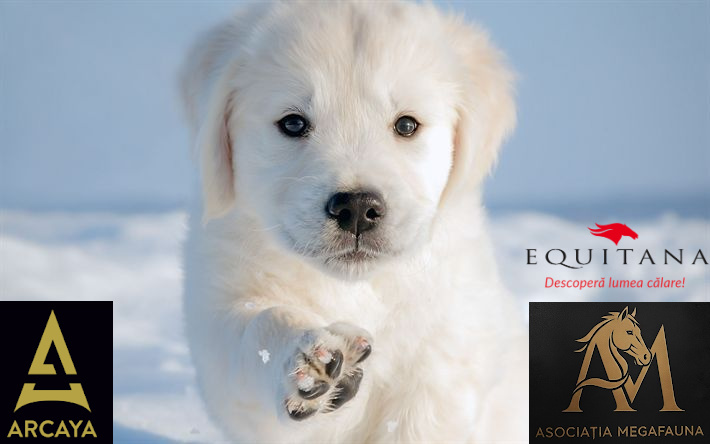 ARCAYA Festival - primul festival caritabil pentru animale!