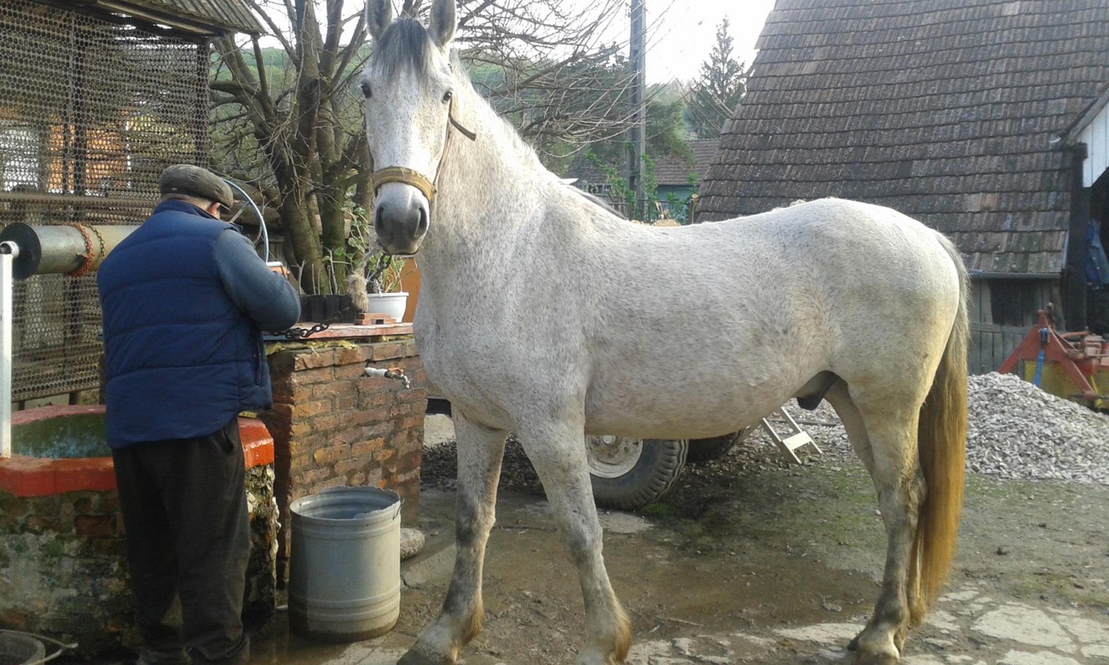 De vânzare: Cal lipițan