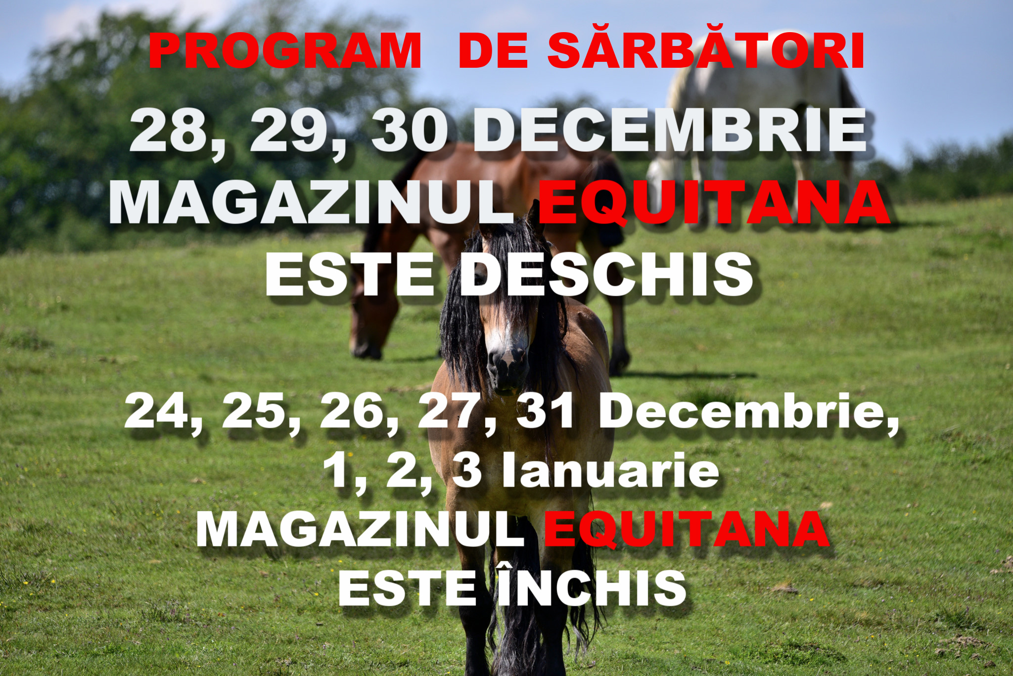 PROGRAM DE SARBATORI Magazin EQUITANA