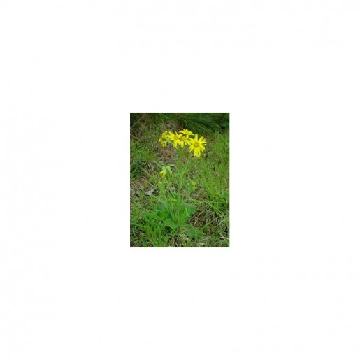 Gel Arnica si Hammamelis cu MSM si Alantoina, Equimins-1091
