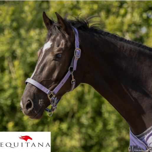 Set capastru cu lesa QHP Collection 2026