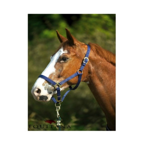 pony