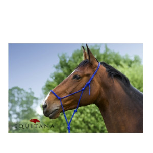 Slightly Siege according to Capestre - Stil Englezesc - Cal - Produse | Equitana