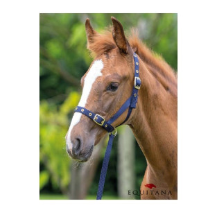 Slightly Siege according to Capestre - Stil Englezesc - Cal - Produse | Equitana