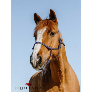 Capastru de dresaj natural, Norton