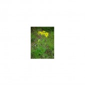 Gel Arnica si Hammamelis cu MSM si Alantoina, Equimins-1091