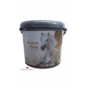 Muscle Bone