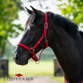 Capastru QHP Oakleigh