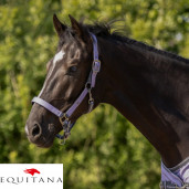 Set capastru cu lesa QHP Collection 2026