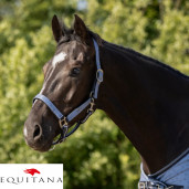 Set capastru cu lesa QHP Collection 2026