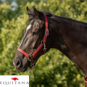 Set capastru cu lesa QHP Collection 2026