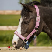 Capastru Rosalynn QHP