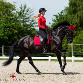 Colanti Oakleigh QHP